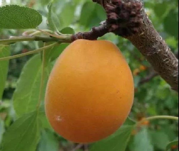 1596767788910727.jpg 微信圖片_20200807103453-2.jpg