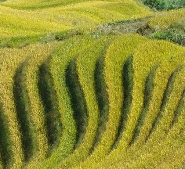 1596767821636174.jpg 微信圖片_20200807103605-3.jpg